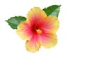 Yellow-pink Hibiscus on white background Royalty Free Stock Photo