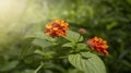 Yellow Pink Lantana Camara Flower Blooming In Garden