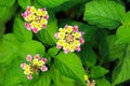 yellow pink lantana camara flower blooming in garden Royalty Free Stock Photo