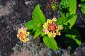 Yellow-pink Lantana camara Verbenaceae flowers in a spring season at a botanical garden. Royalty Free Stock Photo