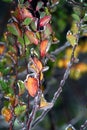 Yellow and pink leaves