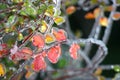 Yellow and pink leaves