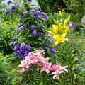 Yellow and pink lilies and blue clematis growing in the garden Royalty Free Stock Photo