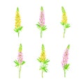 Yellow and pink lupin flowers set. Wild meadow flowering herbaceous plant vector illustration Royalty Free Stock Photo