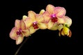 Yellow and pink moth orchid phalaenopsis stem on black Royalty Free Stock Photo