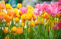 Yellow, pink, orange fresh tulips with green leafs Royalty Free Stock Photo