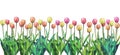 Yellow, pink and orange tulips design banner