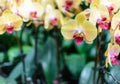 Yellow Pink Orchid Royalty Free Stock Photo