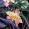 Yellow pink orchid Royalty Free Stock Photo