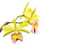 Yellow - pink orchid, cattleya