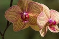 Yellow with pink orchid photographed close