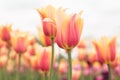 Yellow and Pink Pastel Tulip Field Holland Michigan Royalty Free Stock Photo