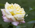 Yellow & Pink Peace Rose - Rosaceae Royalty Free Stock Photo