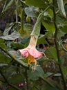 Beautiful Brugmansia Starburst Angel Trumpet in Garden