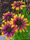 Yellow and pink petal flowers with leaves