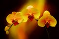 Yellow and pink phalaenopsis orchids on dark abstract gradient background Royalty Free Stock Photo