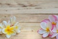 Yellow and pink plumeria flower on wooden board background, copy space