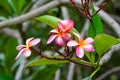 Yellow and pink plumeria flowers on a tree in Hawaii