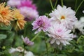 Yellow, pink and red dahlias flowers in garden. Royalty Free Stock Photo