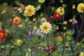 Yellow, pink and red dahlias flowers in garden, closeup. Royalty Free Stock Photo