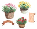 Yellow, pink, red flower in a flower pot, brown, beige ribbon set on white background. Watercolor. Sketch