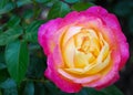 Yellow Pink Rose Royalty Free Stock Photo