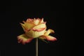 Yellow-pink rose on black Royalty Free Stock Photo