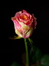 Yellow-pink Rose On Black Background. Dew Bud. Beautiful Flower Close-up. Colored Multi-colored Petals