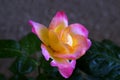 Yellow and pink rose with inner light Rosebush Pullmann