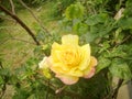 Yellow and pink rose closeup 2