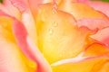Yellow-pink rose flower Royalty Free Stock Photo