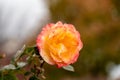 Yellow Pink Rose Flower blossom on a live plant with green leaves in garden Royalty Free Stock Photo