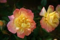 Yellow and Pink Rose Flower, Oso Easy Italian Ice Rose, Floristry, Floral, Rustic Garden.Country Life Harvesting. Flower Farm.