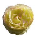 Yellow-pink rose flower on white isolated background with clipping path. no shadows. Closeup. Royalty Free Stock Photo