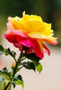 Yellow pink rose in a garden Royalty Free Stock Photo