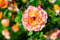 Yellow and pink rose in garden Royalty Free Stock Photo