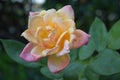 Yellow and Pink Rose in Garden Royalty Free Stock Photo