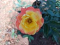 Yellow pink rose in garden Royalty Free Stock Photo