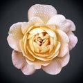 Yellow-pink rose Royalty Free Stock Photo