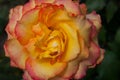 Yellow pink rose macro close up in garden Royalty Free Stock Photo