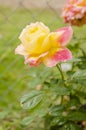 The Side View of an Open Rose Royalty Free Stock Photo