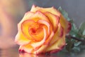 Yellow-pink rose Royalty Free Stock Photo