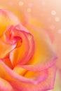 Yellow pink rose Royalty Free Stock Photo