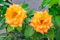 Yellow Pink roses blooming in the garden