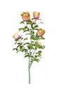 Yellow-pink roses on a branch