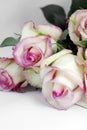 Yellow and pink roses - Cezanne Royalty Free Stock Photo