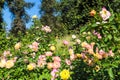 Yellow and pink roses in the garden surrounded by lush green leaves and trees with blue sky Royalty Free Stock Photo