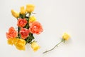 Yellow and pink roses on white background Royalty Free Stock Photo