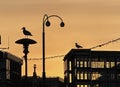 Yellow pink sunset city modern buildings and street lantern silhouette seagull birds sitting on the roof minimalism Tallinn Royalty Free Stock Photo