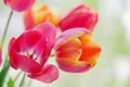 Yellow-pink tulip flowers Royalty Free Stock Photo